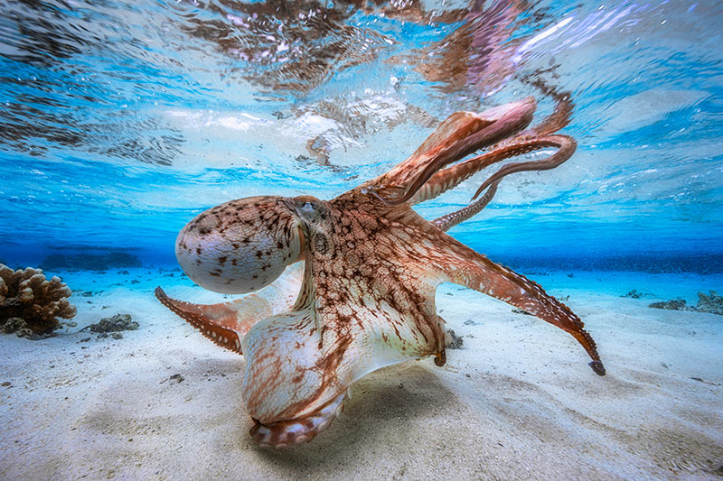 1_Underwater-Photographer-of-the-Year-2017.jpg