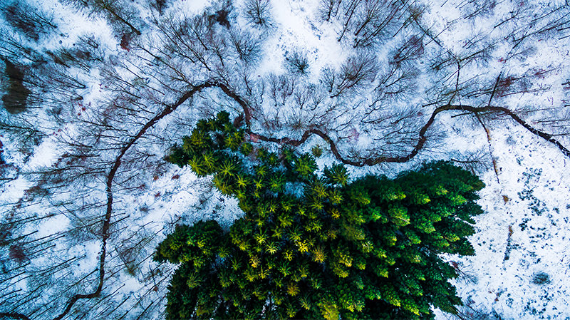 1st-Prize-Winner-category-Nature_Wildlife-Kalbyris-forest-Denmark-by-Mbernholdt.jpg