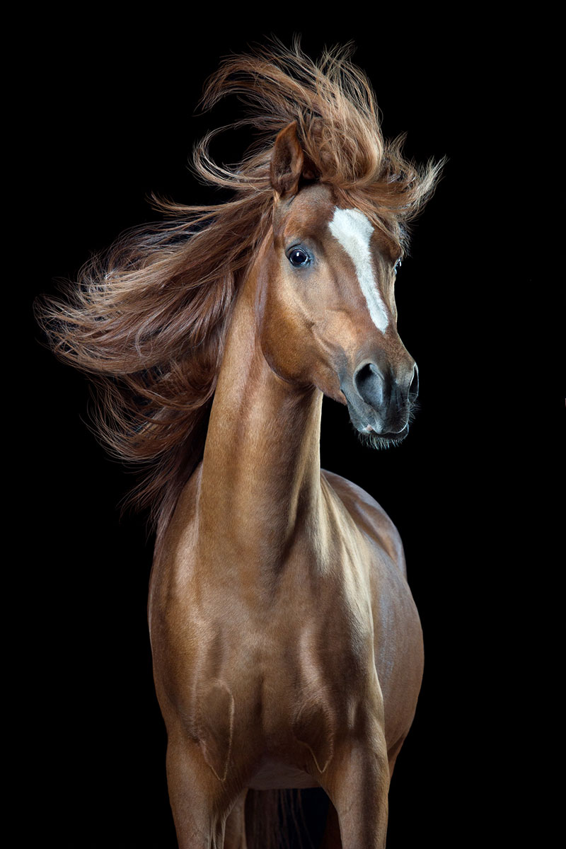 2499_6131_WiebkeHaas_Germany_Professional_NaturalWorldWildlife2018Professionalcompetition_2018.jpg