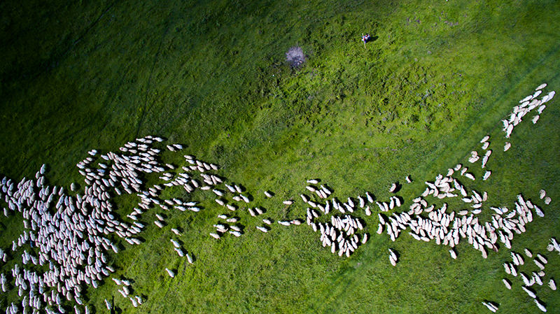 2nd-Prize-Winner-category-Nature_Wildife-Swarm-by-Szabolcs-Ignacz.jpg