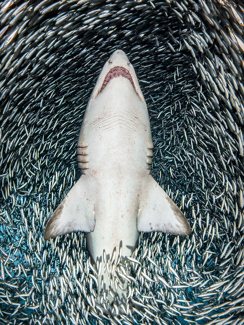 Tanya Houppermans/UPY2018: 'A sand tiger shark surrounded by tiny bait fish'