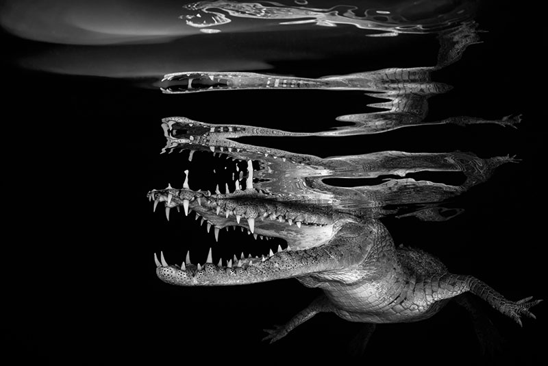 Borut Furlan/UPY2018: 'Crocodile reflections'