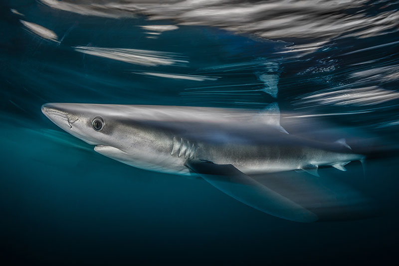 Nicholas More /UPY2018: 'Shark Speed'
