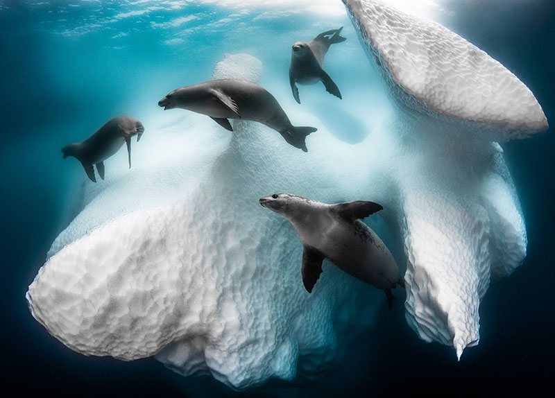 © Greg Lecoeur/UPY2020: "Frozen Mobile Home", ausgezeichnet als "Underwater Photographer of the Year 2020"