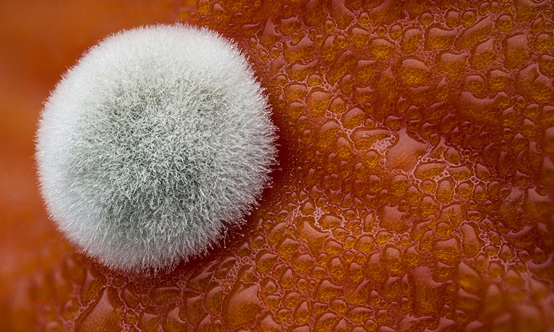 nikon_small_world_05_Mold-on-a-tomato.jpg