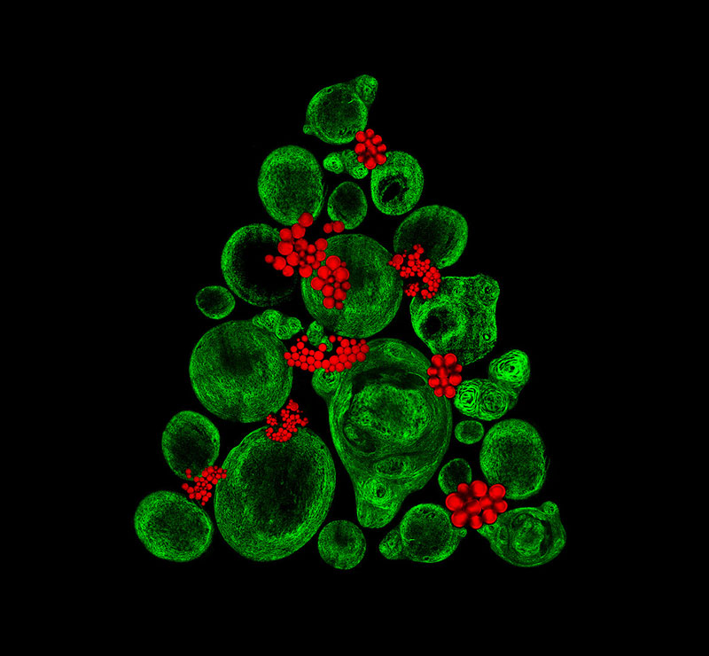 nikon_small_world_09_christmas_tree.jpg