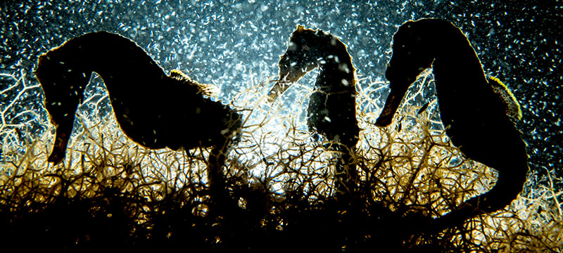 Ausgezeichnete Unterwasseraufnahmen