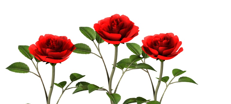 Rosen für C4D – eine kleine Marktübersicht über Pflanzen-Plug-ins