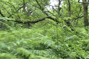 Ein Survival-Video-Abenteuer Ein Survival-Video-Abenteuer