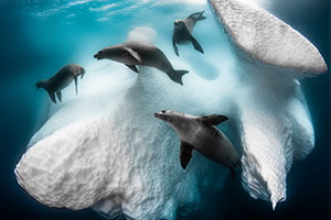 Bilder zum Abtauchen: ausgezeichnete Unterwasser-Aufnahmen 2020